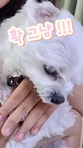 Product Authenticity Verification - Subject: Maltipoo