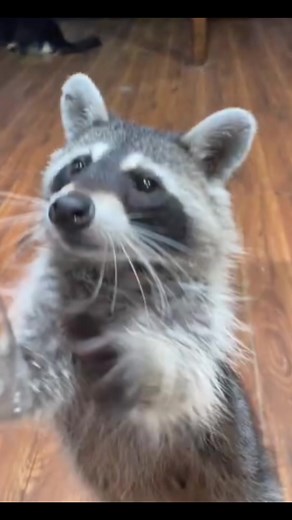 Regular Show Characters Seen in Real Life