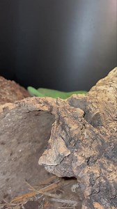 19 reactions | Merauke green tree monitor | Cold Blooded Shop | Facebook