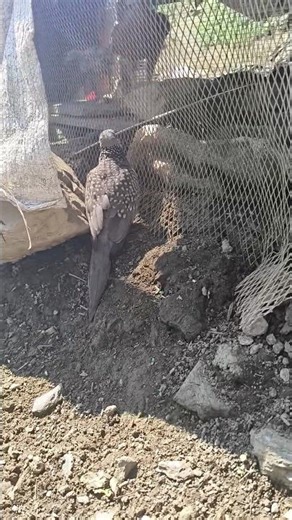 FUNNY Animal Fails That Will Make You Laugh Today!