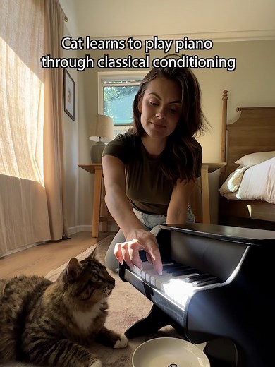 Adorable Cat Learning to Play the Piano with Treats