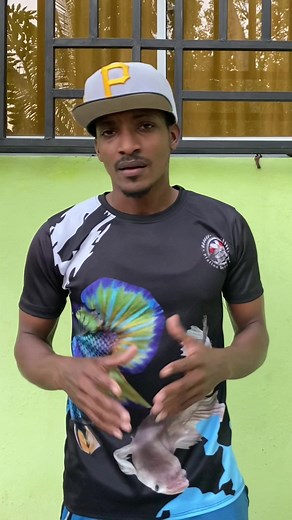 Que es una cepa de Micro gusano de avena #cepa #microgusano | Platino Bettas