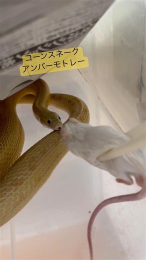 ちゅ、 #コーンスネーク #爬虫類 #snake #捕食シーン #ボールパイソン #reptiles #shorts