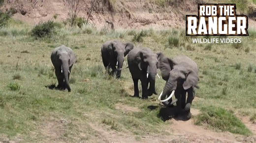 Elephants wade through river, stirring Mara wildlife