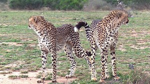 Cheetahs Climbing trees, Walking and Hunting at Kruger National Park, South Africa #krugernationalpark #wildlife #animals #nature #krugersightings #cheetah #cat | Latest Wildlife Sightings