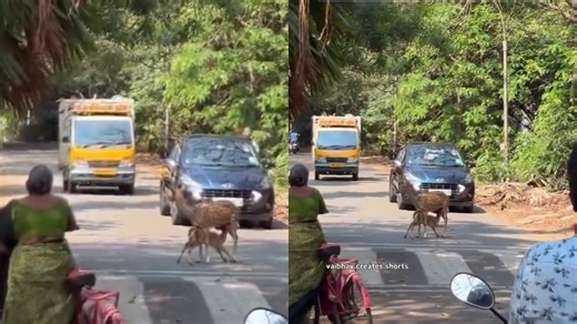 IIT Madras research scholar records wholesome video of deer feeding calf in middle of road