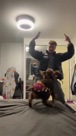 Cocker Spaniel Shows Off Dancing Skills