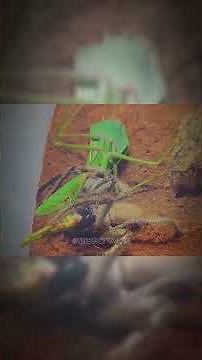 Mantis in Danger! A Venomous Spider Strikes—Can It Survive? 😱☠️
