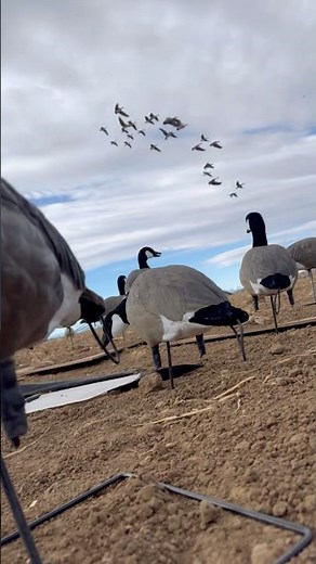 Working Lessers into the spread in high wind.#waterfowlhunting #goosehunting #birdhunting #colorado