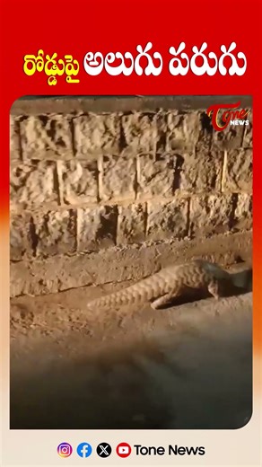 రోడ్డుపై అలుగు పరుగు | Rare Sight! Pangolin Seen Running on Road | Shocking Wildlife Moment