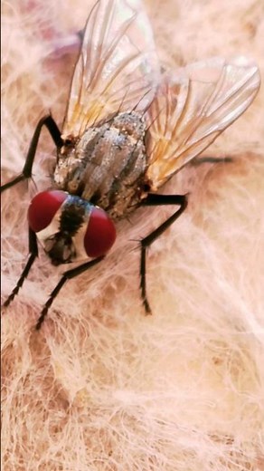 Housefly Buzzing Sound (Real & Natural Fly Noise)Real Housefly Sound Effect |