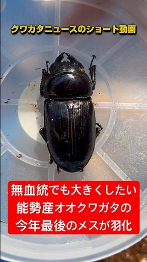 【オオクワガタ】無血統でも大きくしたい能勢産オオクワガタのメス今年最後の羽化！#クワガタ #オオクワガタ