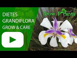 Dietes grandiflora - growing & care
