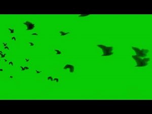 Birds "Crows" Green screen 🟩🍀 [Chroma]