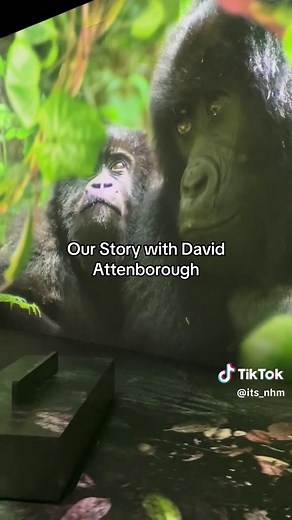 Experience Wildlife with David Attenborough at the Museum
