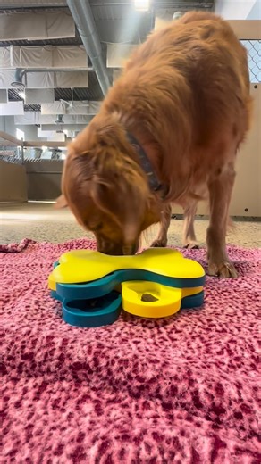 Camp Bow Wow - Middlesex NJ on Instagram: "Some goodbyes never get easier… 💔🐾 Today we’re saying “see you later” to our beautiful girl Java as she begins a new chapter in Tennessee. And honestly, our hearts are feeling it. Java has been more than just a camper — she’s been family. From the happiest tail wags at drop-off, to the sweetest snuggles, to all the silly moments that made our days brighter… she has left paw prints on all of us. We are so grateful for every memory, every cuddle, every 