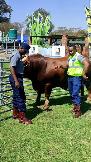 Interacting with Cows: A Farm Training Session