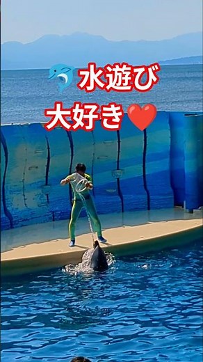 🐬イルカ🐬水遊び大好き❤️新江ノ島水族館🌊『もっと、かけて🩷』って、おねだり💖✨