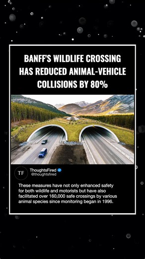 The installation of wildlife crossings in Banff National Park has significantly reduced animal-vehicle collisions. Specifically, the combination of 49 wildlife crossing structures (comprising 42 underpasses and 7 overpasses) and extensive highway fencing has led to a reduction in wildlife-vehicle collisions by more than 80% overall. For elk and deer, the reduction is even more pronounced, exceeding 96%. These measures have not only enhanced safety for both wildlife and motorists but have also fa
