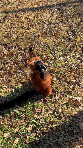 My spoiled brat #lemur #fyp #viral | king julian