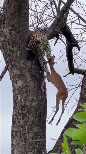 The Law of the Jungle: Witness Nature's Brutal Survival Rule (Weak vs. Strong) #animals #nature