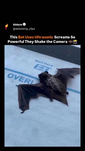 Ablaze | This tiny bat is producing ultrasonic screams so intense they actually interfere with the camera sensor. Bats use echolocation—emitting... | Instagram