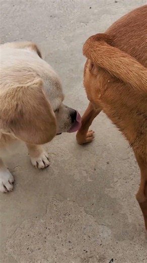 #animals #dog #motivation #live #malinois #viral #shortvideo #funny