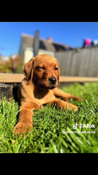 Introducing Our New Fox Red Labrador Puppy Lottie