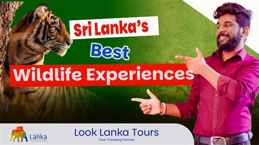 Sri Lanka’s Best Wildlife Experiences, Beyond Yala and Udawalawe | Look Lanka 🐘🌿 Sri Lanka’s wildlife is way more than just Yala and Udawalawe! In this video, we’ll take you off the beaten path to discover hidden wildlife experiences – from the incredible Elephant Gathering in Minneriya, to leopard spotting in Wilpattu, whale watching in Trincomalee, birding in Sinharaja Rainforest, and the one-of-a-kind boat safari in Gal Oya. ✨ What you’ll see in this video: Intro Minneriya & Kaudulla: The G