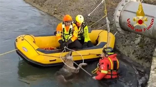 Moment Italian firefighters rescue wolf from drowning in canal