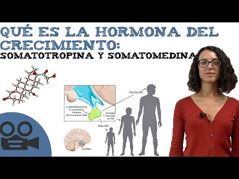 Qué es la hormona del crecimiento: somatotropina y somatomedina