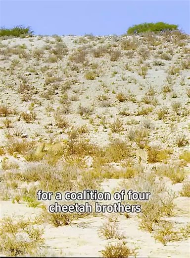 737 #fyp #animals #foryoupage 46478 #Fabritee - NewsBreak