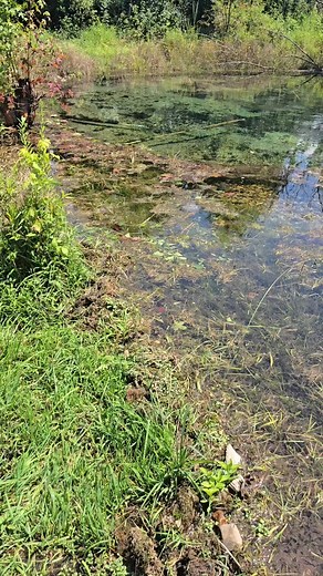 47 reactions · 33 shares | The actual spring. I have always found springs to be such a neat thing. #spring #water #flow #beaver #dam #flood #erosion | Micah Seavers | Facebook