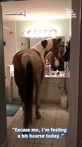 When nature calls! 🤣🐎🚽 | The Pet Collective