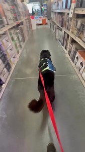 🏗️🐶 Sprites took a special trip to Home Depot—because every good boy needs the right tools to build his future doghouse at his forever home! 🏡🔨 Look at how well he does on leash! 👏 Go, Sprites! If you’re interested in this fun-loving pup, stop by the Adoption Center for a meet and greet. We’re open 7 days a week from 11 AM - 6 PM. Let’s find Sprites the home he deserves! ❤️🐾 | Alaska SPCA