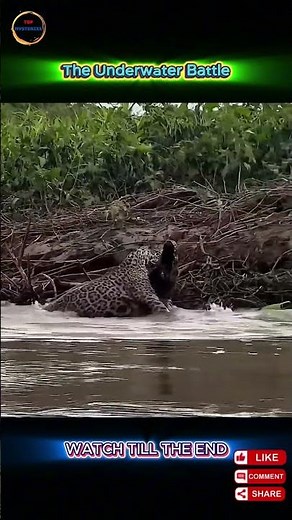 Why Are Jaguars the Ultimate Alligator Hunters?