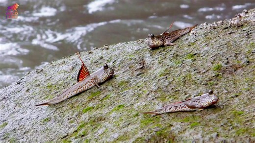 The Amazing Walking Fish Found on Land
