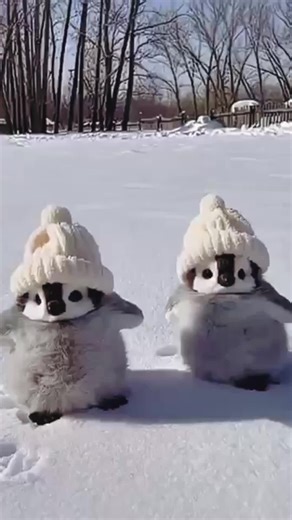 #peuguin #peuguincute #peuguinfyp #fyp #fypシ゚viral | Cute Penguins