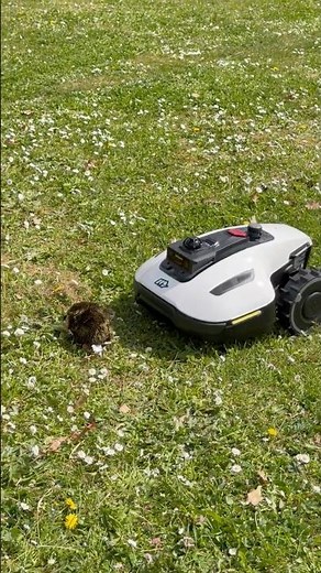 Mammotion Yuka Mini 2: Erkennt dieser Mähroboter wirklich ALLES? 👀🌱