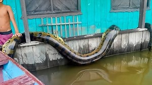 116K views · 2.3K reactions | If This Was Not Caught On Camera No One Would Have Believed It | Mysterious & Discovery | Facebook