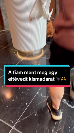 Kismadár mentése a zárt lépcsőházban