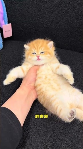 Golden Tiger Striped: Mimic a Cub