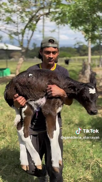 El Tercer Parto de La Pichu Zelaya y Su Ternerita
