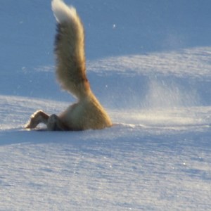 10M views · 24 reactions | You can't hide from the red fox! | Discovery | Facebook