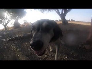 Dog eats GoPro