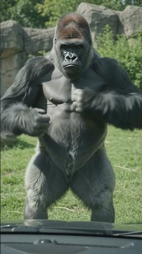 #Massive Silverback Gorilla Beats Its Chest and Lets Out a Thunderous Roar! 🦍🔥