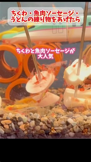 プレコママ、まさかのダイブ #アクアリウム #プレコ #熱帯魚