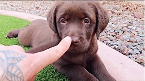 Playing Tag With Labrador Puppies!!