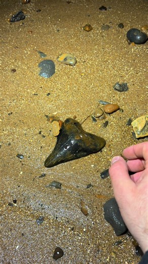 I couldn’t believe my eyes when this washed up… the biggest Megalodon tooth I’ve ever found! 🦈 Found on a UK beach after high tide. Nature still has secrets hiding everywhere… #megalodon #fossilhunting #FossilHunting #sharktooth #fyp