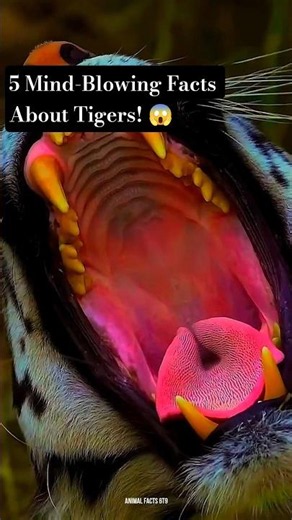 5 Mind-Blowing Facts About Tigers! 😱 #animalfacts